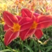 Liliowce w łódzkim Ogrodzie Botanicznym