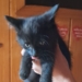 Mały kotek uwięziony w jednym z mieszkań przy Kacprzaka w Łodzi. Policja podjęła interwencję 6 Mały kotek uwięziony w jednym z mieszkań przy Kacprzaka w Łodzi. Policja podjęła interwencję