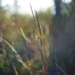 Pogoda na środę