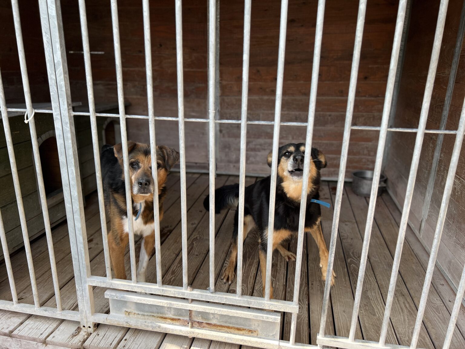 Schronisko dla zwierząt w Łodzi zostanie przebudowane. 2,5 mln zł na remont 5 image00003