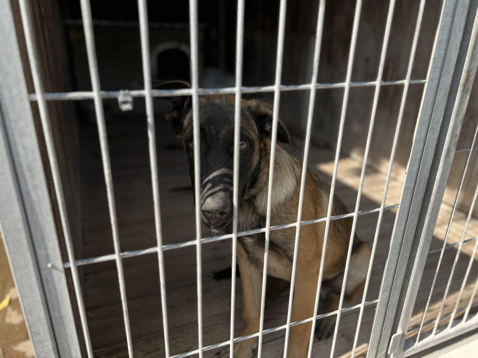 Schronisko dla zwierząt w Łodzi zostanie przebudowane. 2,5 mln zł na remont 8 image00004