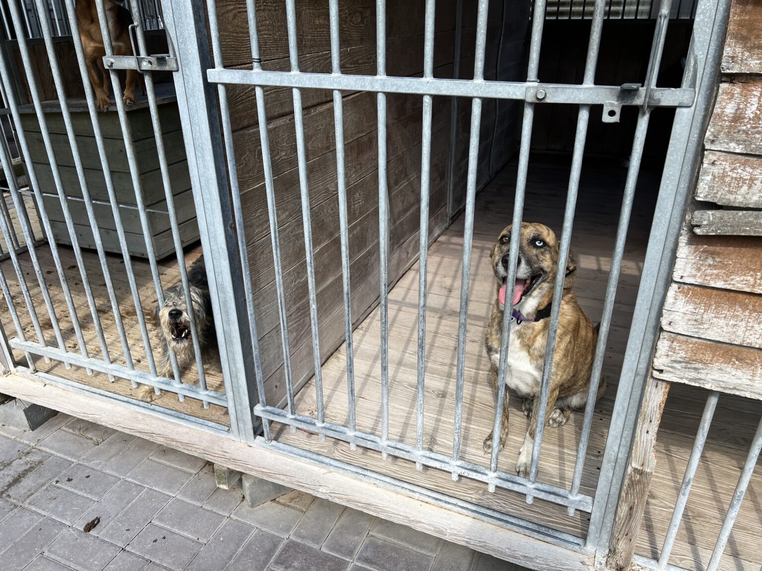 Schronisko dla zwierząt w Łodzi zostanie przebudowane. 2,5 mln zł na remont 2 image00005