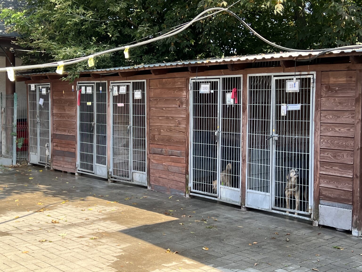 Schronisko dla zwierząt w Łodzi zostanie przebudowane. 2,5 mln zł na remont 3 image00012