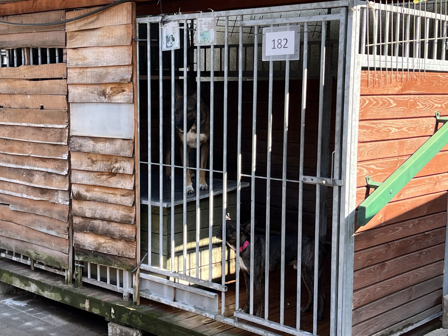 Schronisko dla zwierząt w Łodzi zostanie przebudowane. 2,5 mln zł na remont 9 image00014