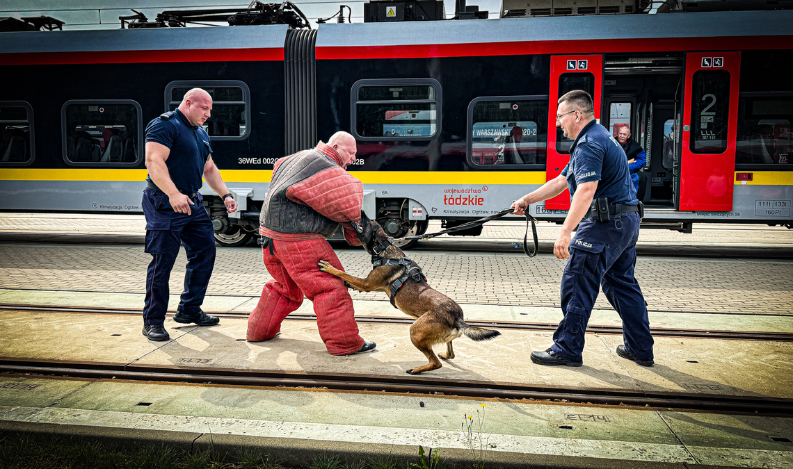 Wspólne szkolenie psów służbowych łódzkiej policji i Służby Ochrony Kolei