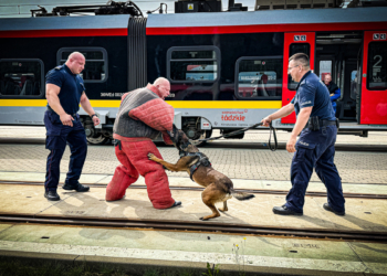Wspólne szkolenie psów służbowych łódzkiej policji i Służby Ochrony Kolei