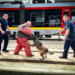 Wspólne szkolenie psów służbowych łódzkiej policji i Służby Ochrony Kolei
