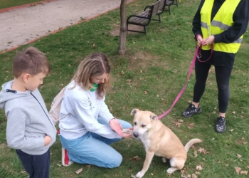 promocja adopcji