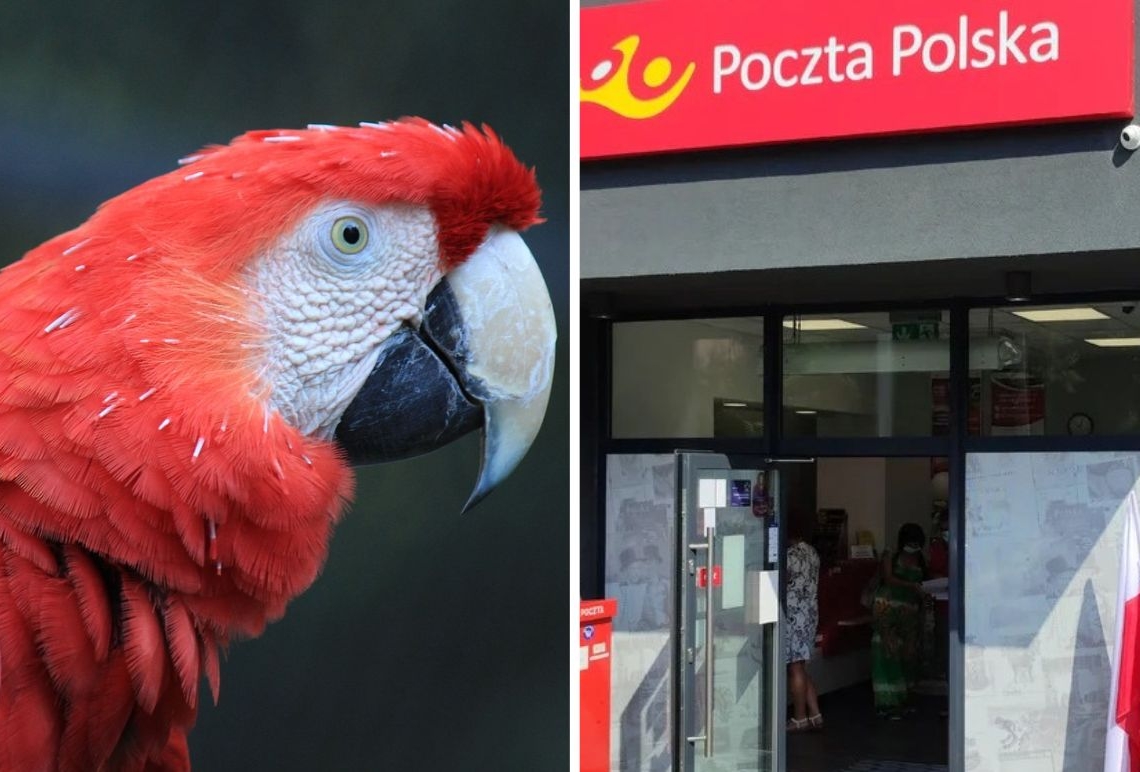 Poczta Polska przesyła żywe ptaki. Aktywiści protestują 1 poczta polska