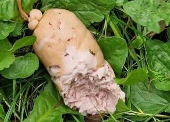 uwaga właściciele psów z chojen