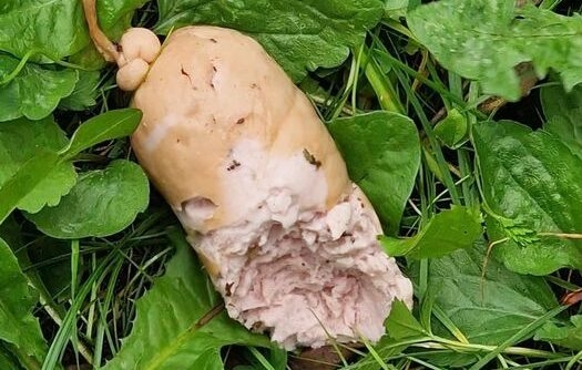 uwaga właściciele psów z chojen