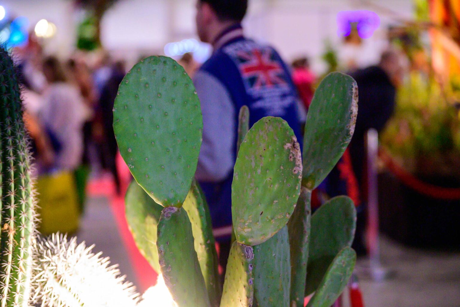 Festiwal roslin w hali EXPO Fot Sebastian Szwajkowski 27
