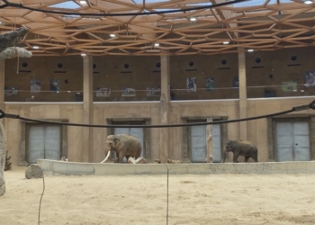 Pomoc w walce z ochroną przyrody. Projekt "ZOOpiekuj się mną"