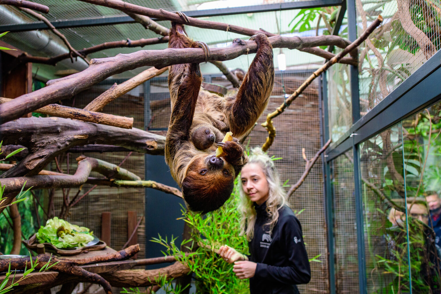 Nowy leniwiec w lodzkim zoo Fot Sebastian Szwajkowski 1
