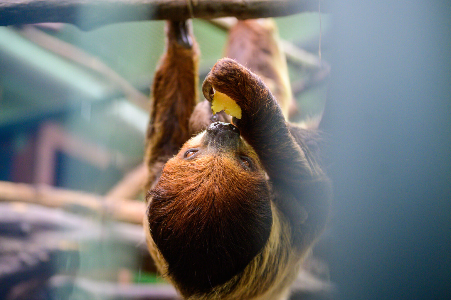 Nowy leniwiec w lodzkim zoo Fot Sebastian Szwajkowski 10