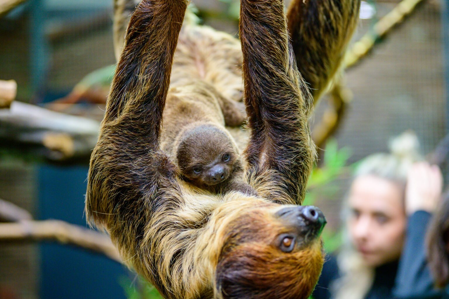 Nowy leniwiec w lodzkim zoo Fot Sebastian Szwajkowski 11
