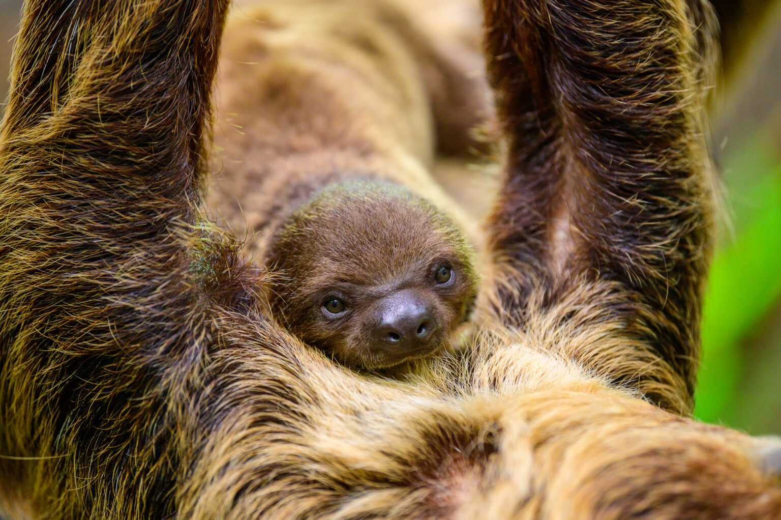Nowy leniwiec w lodzkim zoo Fot Sebastian Szwajkowski 12