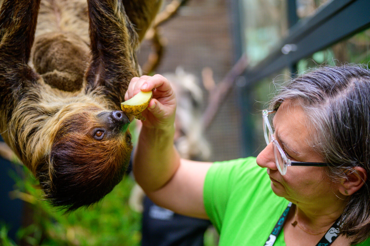 Nowy leniwiec w lodzkim zoo Fot Sebastian Szwajkowski 14