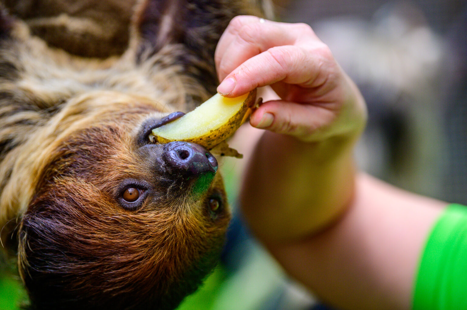 Nowy leniwiec w lodzkim zoo Fot Sebastian Szwajkowski 15