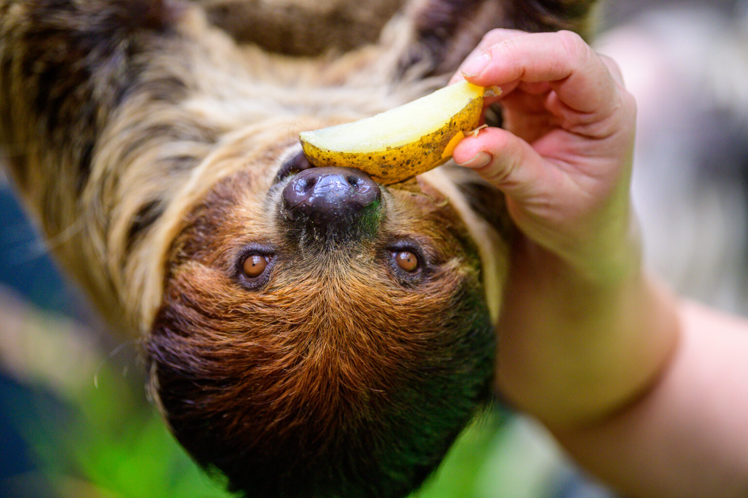 Nowy leniwiec w lodzkim zoo Fot Sebastian Szwajkowski 16