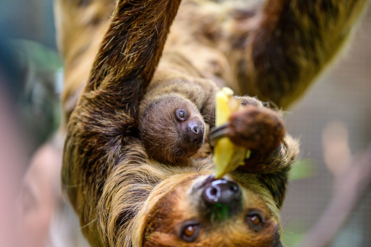Nowy leniwiec w lodzkim zoo Fot Sebastian Szwajkowski 17