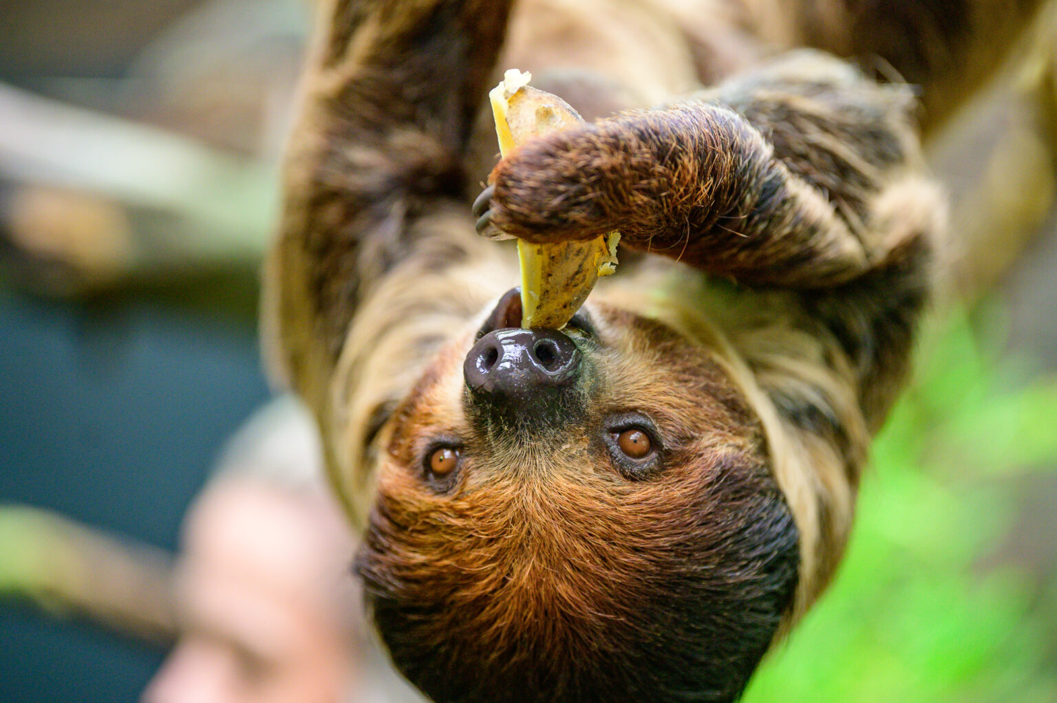 Nowy leniwiec w lodzkim zoo Fot Sebastian Szwajkowski 18