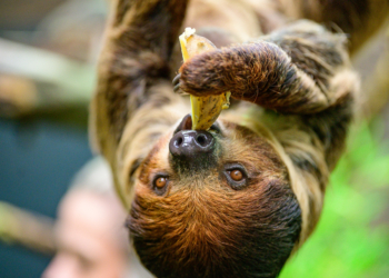 Rekordowy miesiąc łódzkiego ZOO. Prawie 200 tysięcy odwiedzających