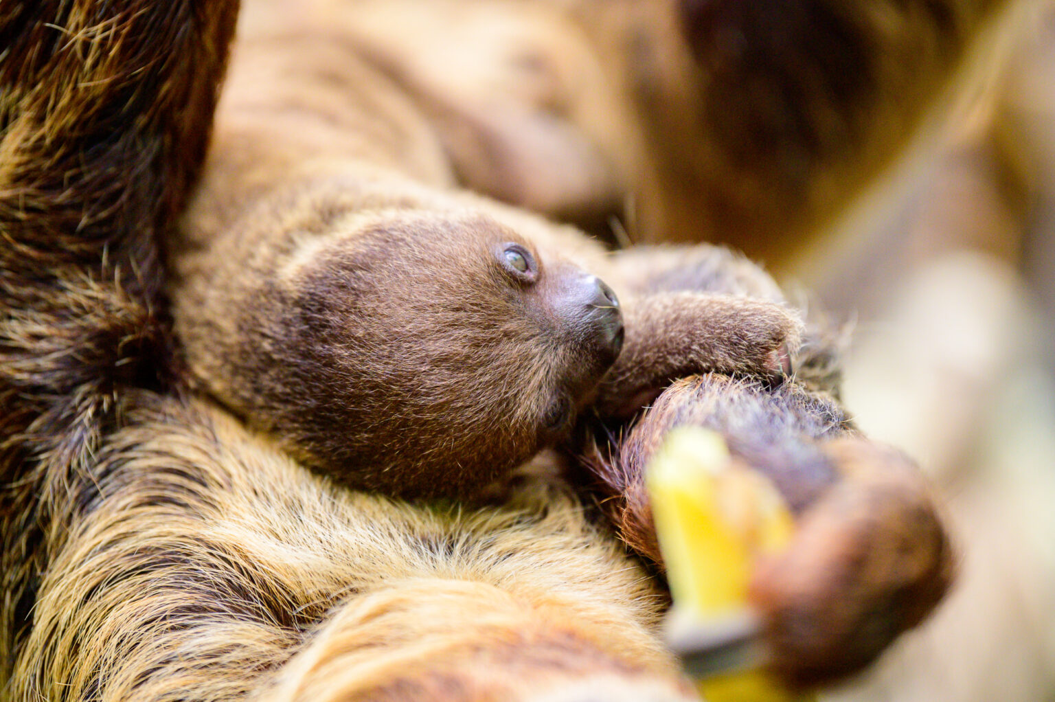 Nowy leniwiec w lodzkim zoo Fot Sebastian Szwajkowski 19
