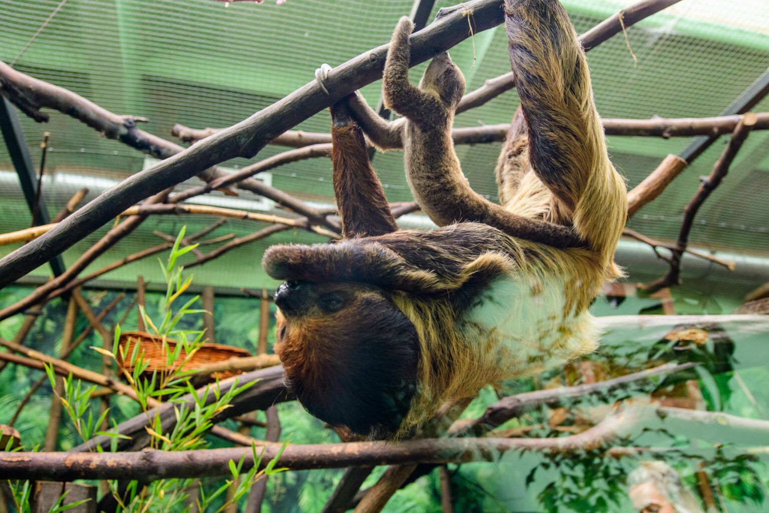 Nowy leniwiec w lodzkim zoo Fot Sebastian Szwajkowski 2