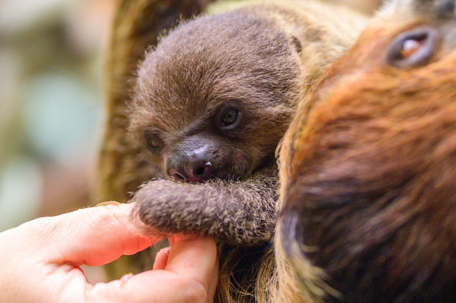 Nowy leniwiec w lodzkim zoo Fot Sebastian Szwajkowski 20