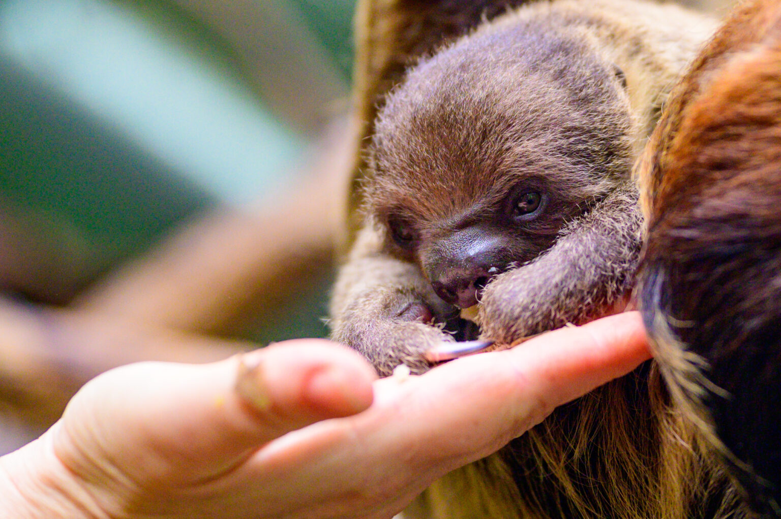 Nowy leniwiec w lodzkim zoo Fot Sebastian Szwajkowski 21