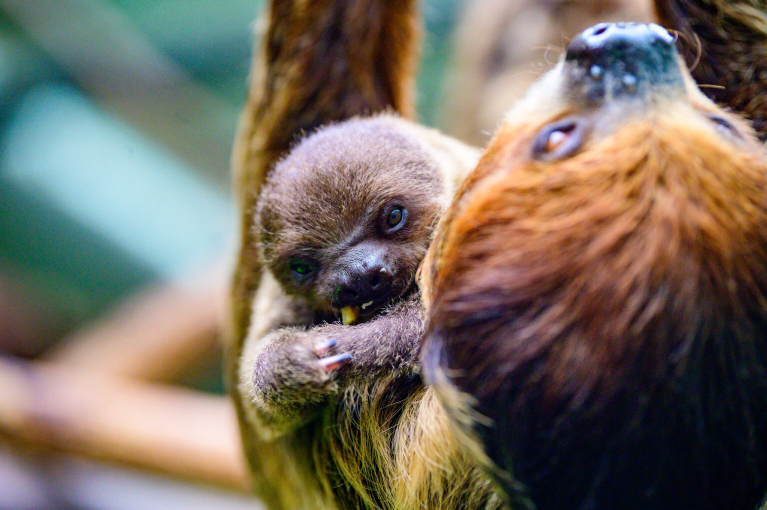 Nowy leniwiec w lodzkim zoo Fot Sebastian Szwajkowski 22