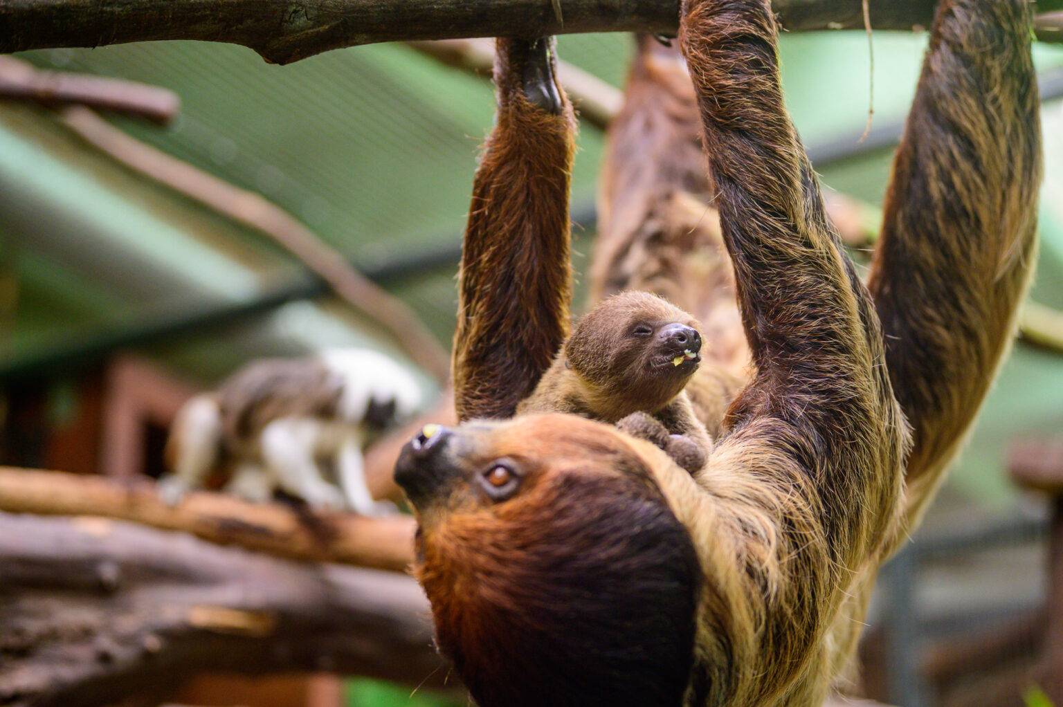 Nowy leniwiec w lodzkim zoo Fot Sebastian Szwajkowski 23