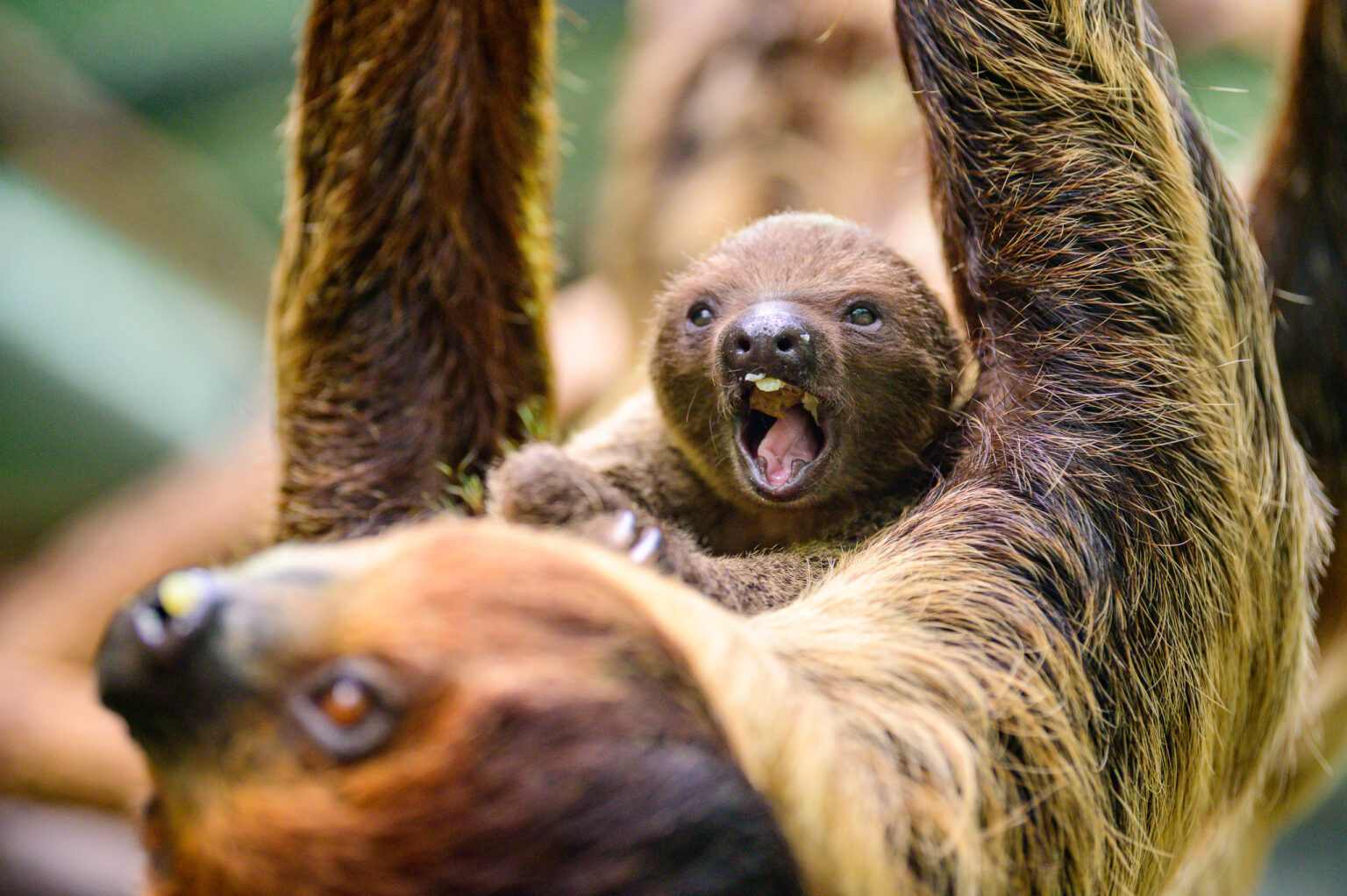 Nowy leniwiec w lodzkim zoo Fot Sebastian Szwajkowski 24