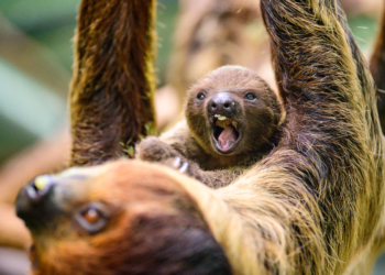 Nowy mieszkaniec łódzkiego ZOO. Na świat przyszedł mały leniwiec