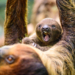 Nowy mieszkaniec łódzkiego ZOO. Na świat przyszedł mały leniwiec