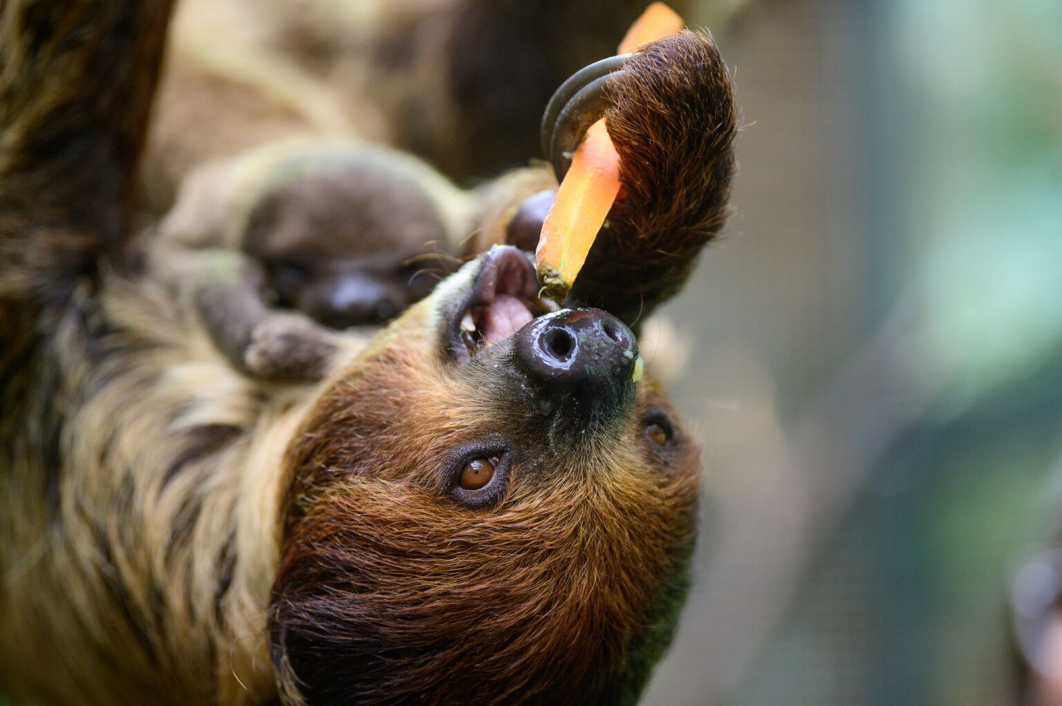 Nowy leniwiec w lodzkim zoo Fot Sebastian Szwajkowski 25