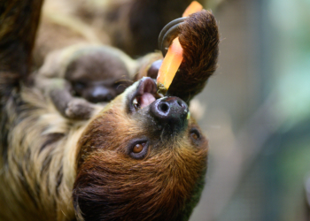 Łódzkie ZOO z rekordem frekwencji. Ponad 100 tysięcy gości w dwa miesiące