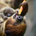 Łódzkie ZOO z rekordem frekwencji. Ponad 100 tysięcy gości w dwa miesiące