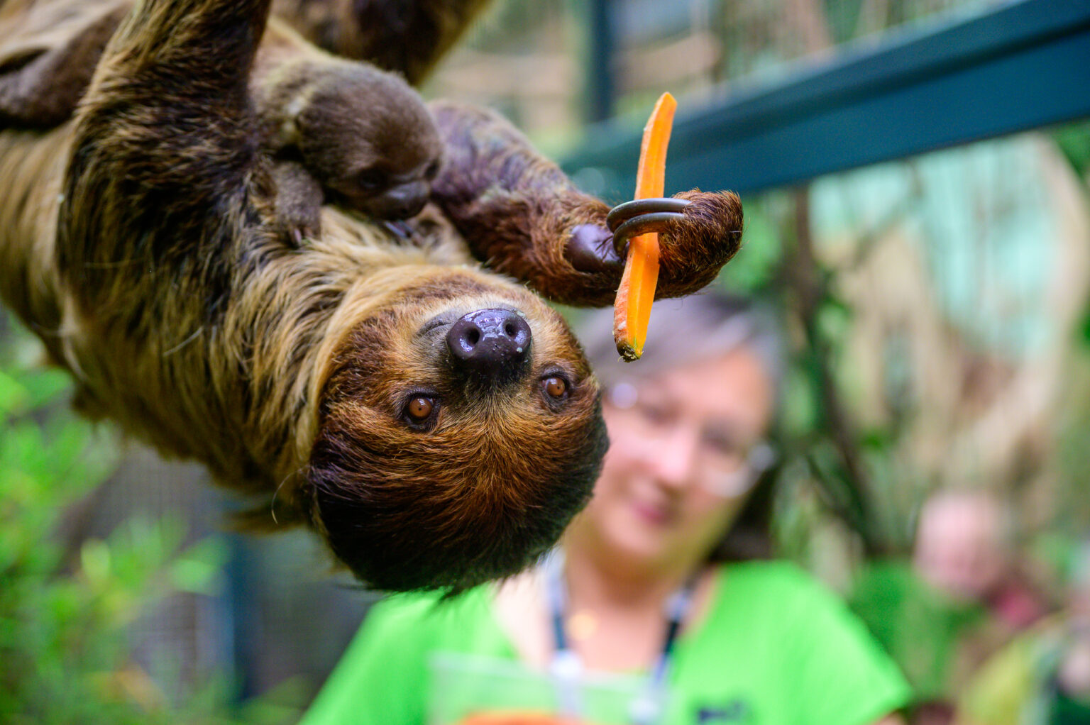Nowy leniwiec w lodzkim zoo Fot Sebastian Szwajkowski 26