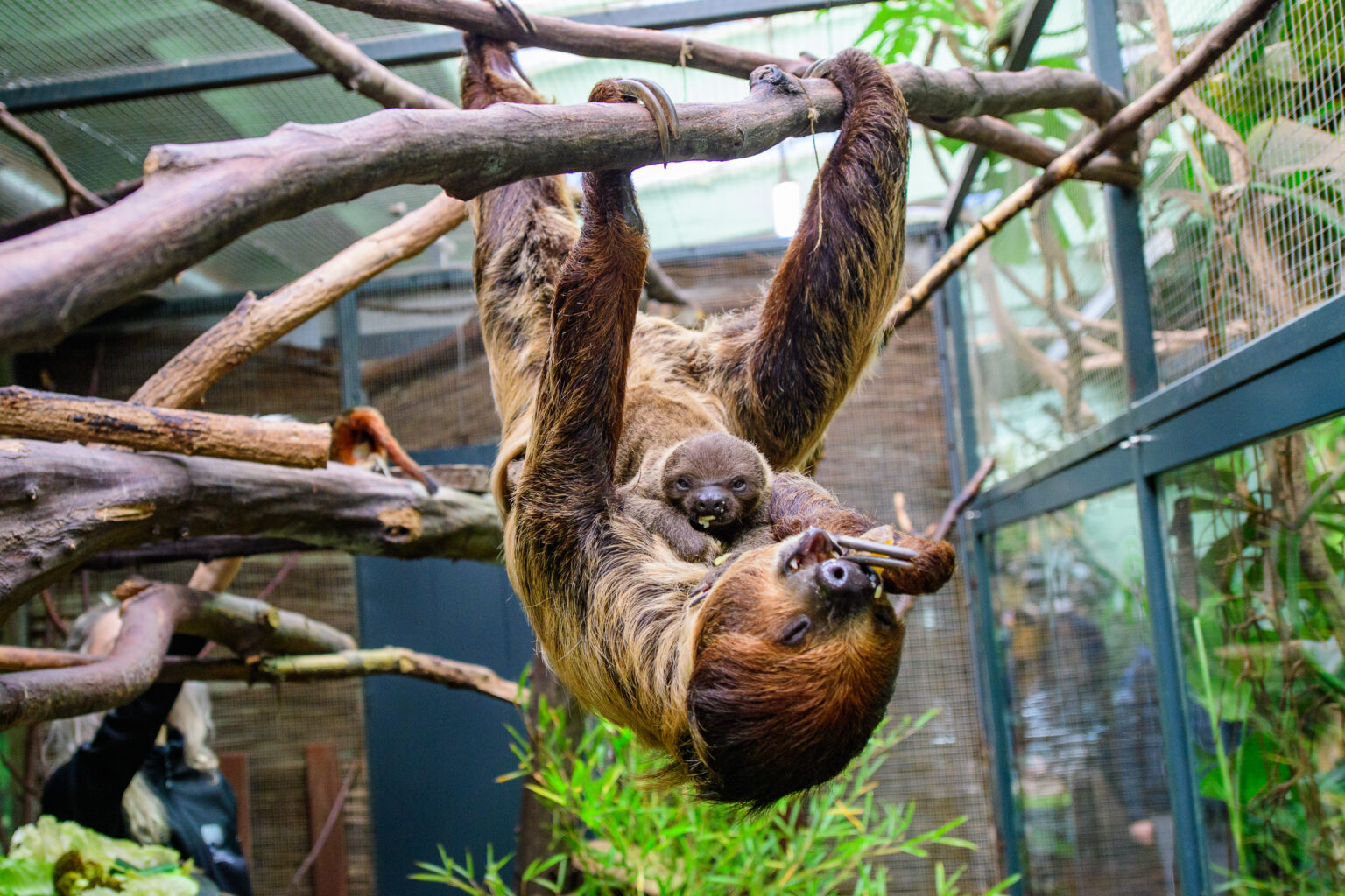 Nowy leniwiec w lodzkim zoo Fot Sebastian Szwajkowski 6