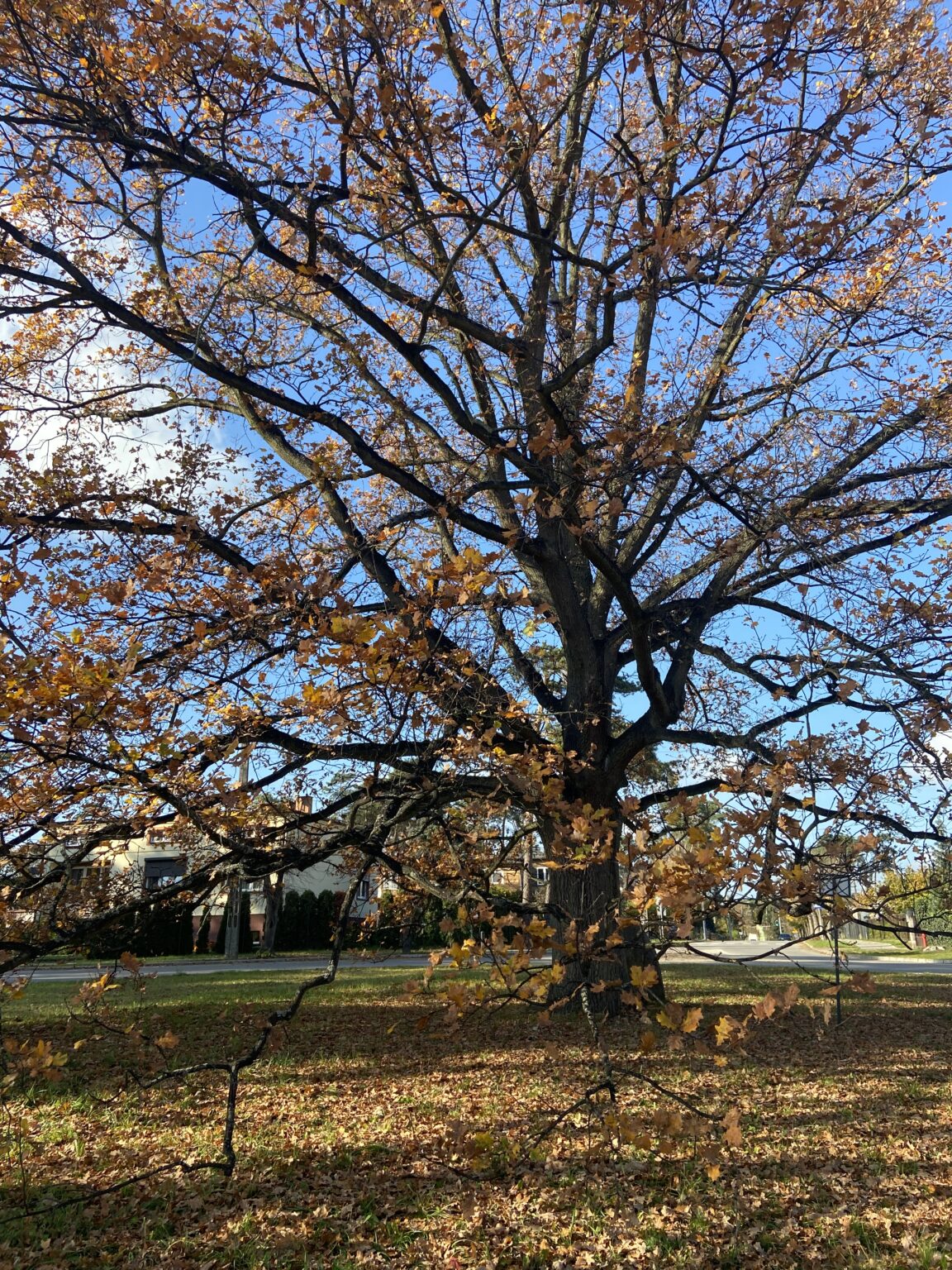 image00021 4