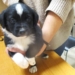 Porzucone szczeniaki pod Zgierzem. 7 maluchów szuka domu 6 Porzucone szczeniaki pod Zgierzem. 7 maluchów szuka domu