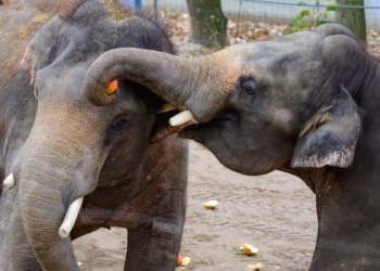 Karmienie słoni w Orientarium Zoo Łódź