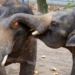 Karmienie słoni w Orientarium Zoo Łódź