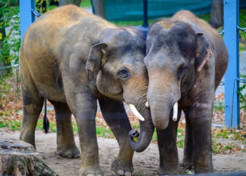Słoń z łódzkiego ZOO przeszedł operację zęba. Do Orientarium przybyli weterynarze z kilku krajów świata