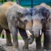 Słoń z łódzkiego ZOO przeszedł operację zęba. Do Orientarium przybyli weterynarze z kilku krajów świata 16 Słoń z łódzkiego ZOO przeszedł operację zęba. Do Orientarium przybyli weterynarze z kilku krajów świata