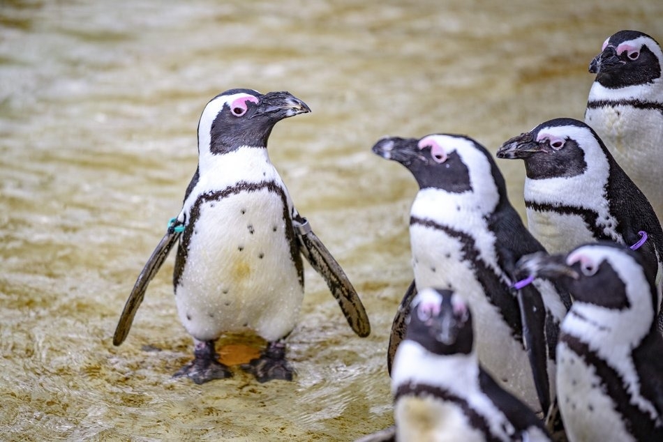 Orientarium Zoo Łódź chroni pingwiny i zaprasza na pokazowe karmienie