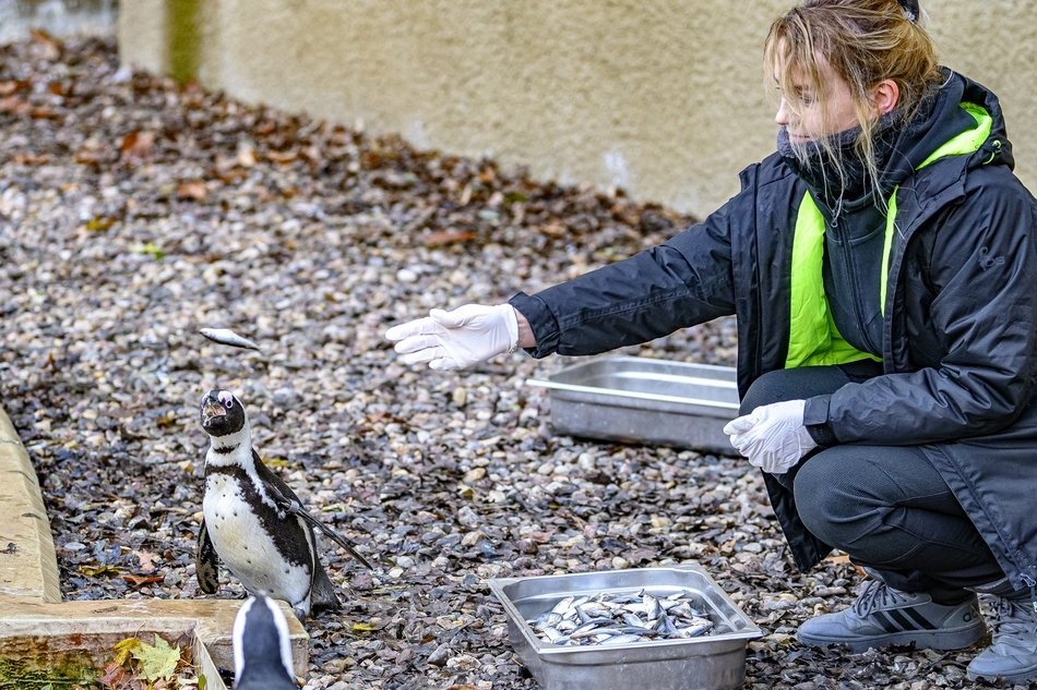 Orientarium Zoo Łódź chroni pingwiny i zaprasza na pokazowe karmienie