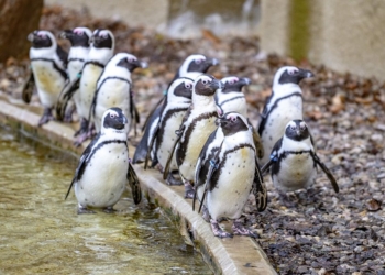Orientarium Zoo Łódź chroni pingwiny i zaprasza na pokazowe karmienie